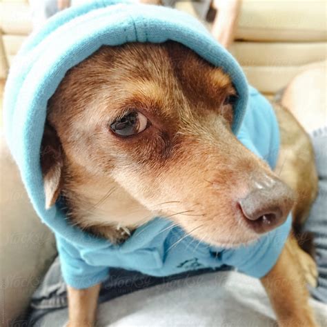 Funny Dog With Hoodie at Andre Mccann blog