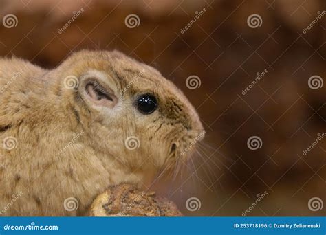 Gundi is a Genus of Rodents in the Comb-toed Family. Stock Photo - Image of fauna, desert: 253718196