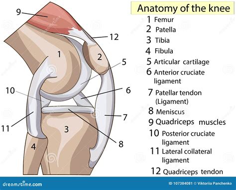 Anatomy. Subscribe. Structure Knee Joint Vector Stock Vector - Illustration of human, muscle ...