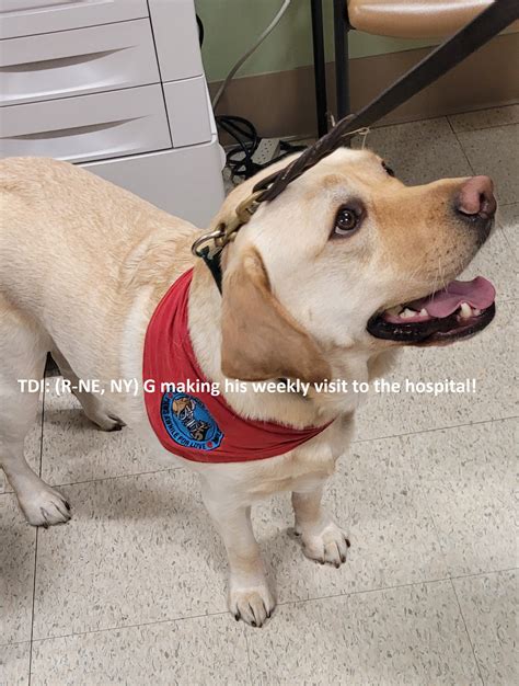 Therapy Dogs International