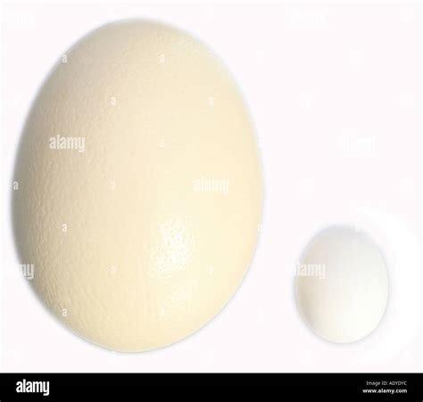 egg size comparison of ostrich (largest egg of the world) and domestic ...