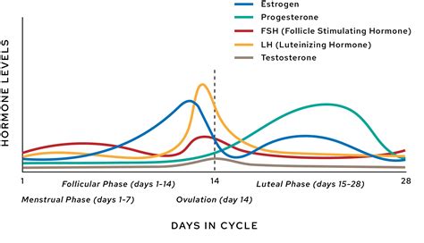 Graph Of Hormones During Cycle Lesson Explainer: The Menstrual Cycle
