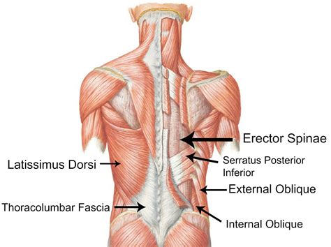 Back Muscles to strengthen