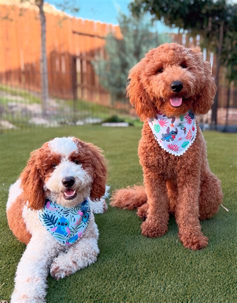 𝓑𝓻𝓲𝓮 & 𝓑𝓮𝓵𝓵𝓮 | 𝗹𝗶𝘁𝘁𝗲𝗿𝘀𝗶𝘀𝘁𝗲𝗿𝘀 (@keepingupbrieandbelle) • Instagram photos and videos