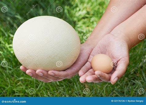 Eggs - Ostrich, Chicken And Quail Is On Gray Background In Order Of ...