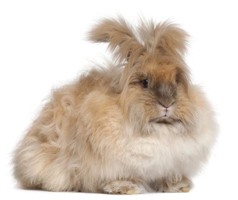 Long-haired Rabbit Breeds - Every Bunny Welcome