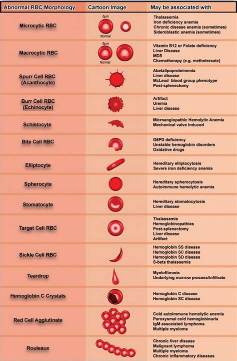 Red blood cell morphology and indices: The clinical chemistry interface ...