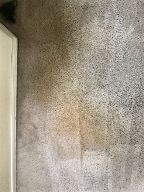 Why Does Dog Urine Stain Carpet | Pet Stain Cleaner | Sunrise Chem-Dry