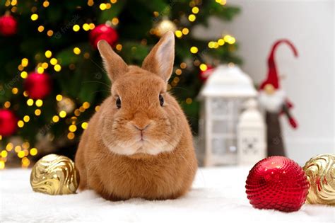 Christmas Bunny Wallpapers - Top Free Christmas Bunny Backgrounds ...