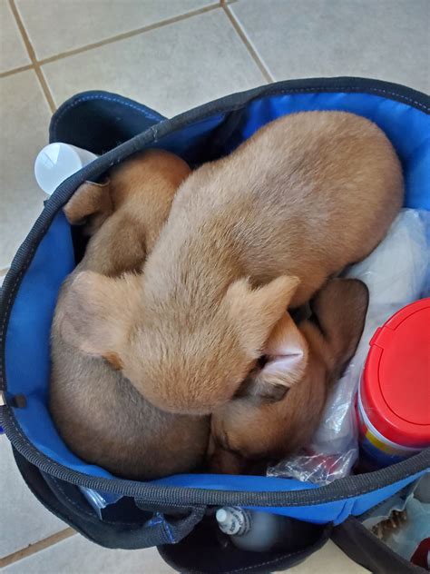 Pet Gallery - Kare Bears Cuddly Paws Mobile Vet