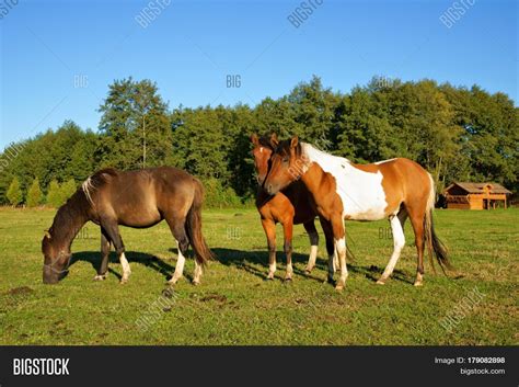 Horses Stallion Penis Image & Photo (Free Trial) | Bigstock