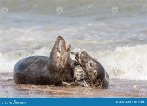 Grey Seals Mating. Wild Animals Having Fun. Intimate Wildlife Close-up Stock Image - Image of ...