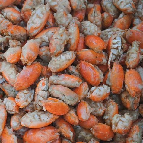 How to Bleed a Fish (Complete Step by Step Guide)