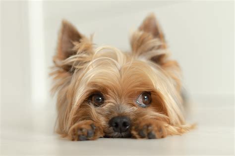 Small Dog Breeds — Smallest Dog Breeds, 40% OFF