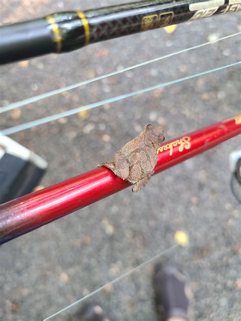 Fishing buddy...or fishing bait? : r/Fishing