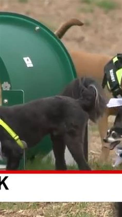 Dog Knotting Woman And Getting Stuck