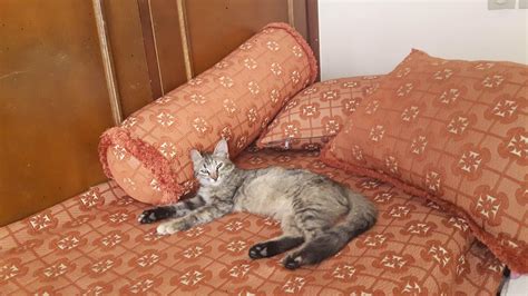 Lovely Mimi Onlyfans Reddit