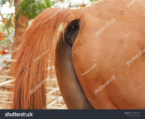 Horse butt: imagens, fotos e vetores stock | Shutterstock