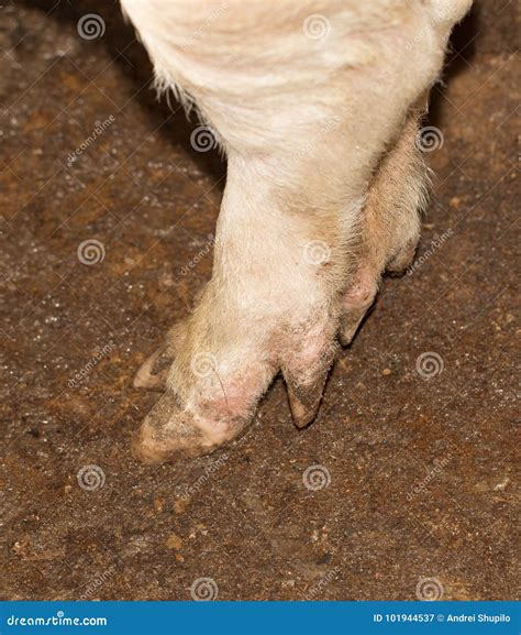 Pigs Hooves