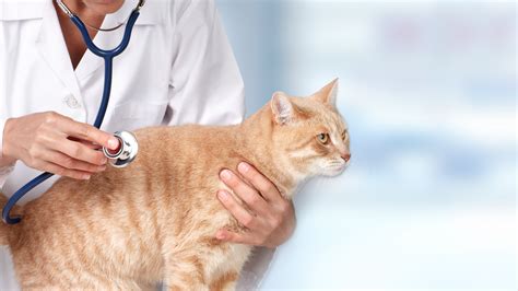 Promotions | Oley Valley Animal Clinic