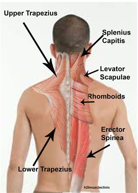 Posterior Neck Muscle Anatomy
