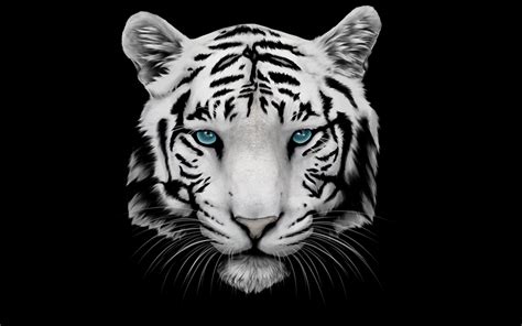 Black And White Tigers Wallpapers - Wallpaper Cave