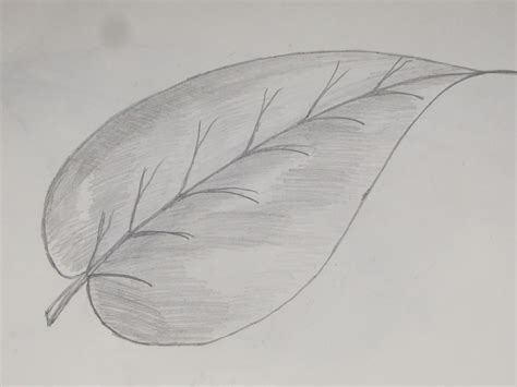 Simple Leaf Drawing at PaintingValley.com | Explore collection of ...