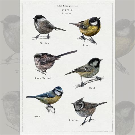 British Tits/Garden Birds Artwork Print By Lást Maps