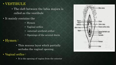 Human female reproductive system | PPTX