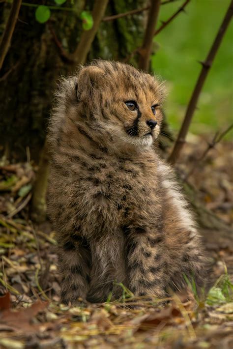 Big+Booty+Gothic+Women Photos, Download The BEST Free Big+Booty+Gothic ...