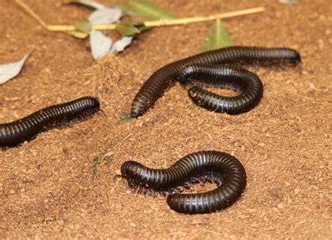 Giant Millipede Pet
