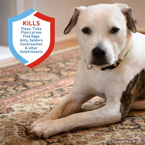 Adams Plus Flea & Tick Carpet Spray | Adams™