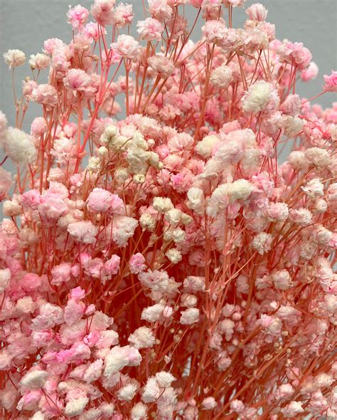 Dried Baby Breath Light Pink - Wild Blooms