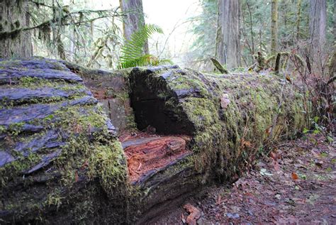 Black Watch Sasquatch: Eagle Fern Park - Estacada, Oregon