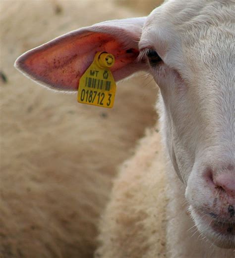 Numbered Ear Tag (For Cattle, Pigs, and Goats) - Livestock Identification - Afrimash.com - Nigeria