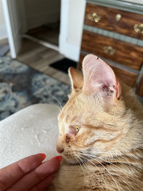 My cat has this permanent eye discharge, but isn't showing other signs ...