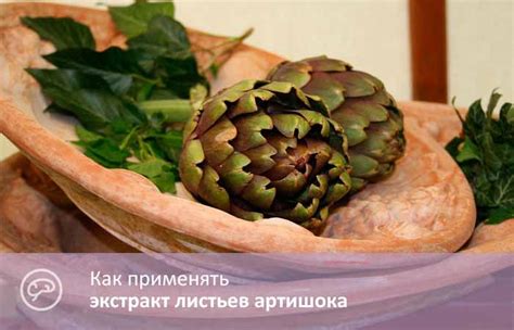 Экстракт артишока. Полезные свойства и противопоказания