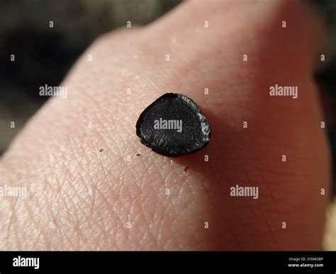 chaparral yucca (Hesperoyucca whipplei) Plantae Stock Photo - Alamy