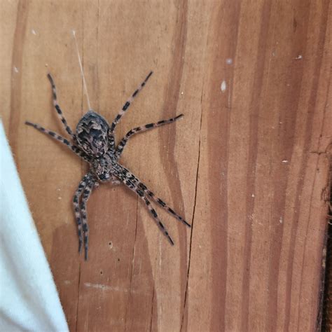 Dark fishing Spider : r/VirginiaNature