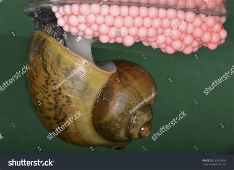 Freshwater Snail Eggs