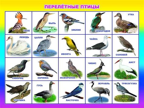 Перелетные птицы картинки с названиями для детей.