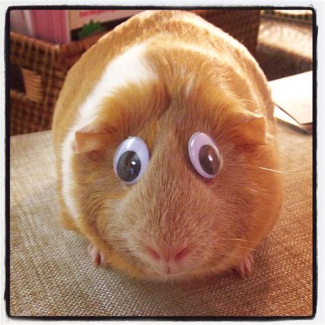 Cute Guinea Pigs with Googly Eyes