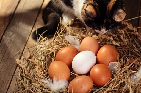 Can.cats Eat Egg at Vivian Gamble blog