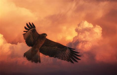 The Symbolism of the Hawk