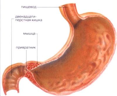 Привратник желудка - строение, диагностика, виды заболеваний