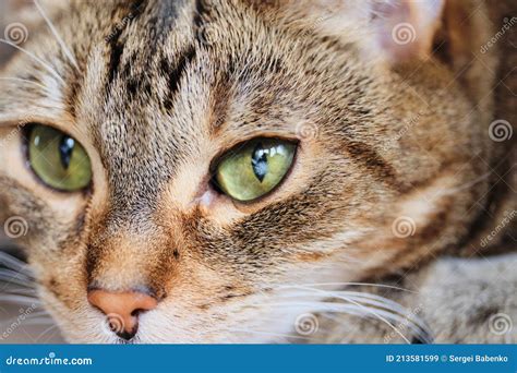 What Does Cloudy Eyes Mean In A Cat at James Velarde blog