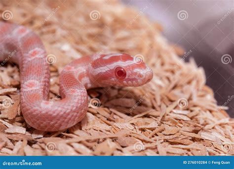 Corn Snake Pink