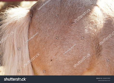 Horse Butt Back End Horse Stock Photo 2206057859 | Shutterstock