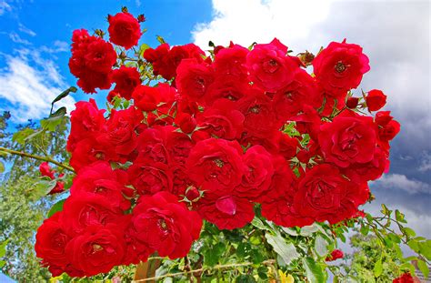 Download Red Flower Red Rose Rose Flower Nature Rose Bush HD Wallpaper