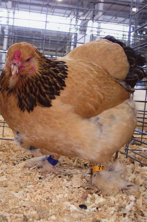 Buff Brahma Bantam Chickens for Sale | Cackle Hatchery®